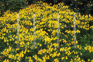 Picture of Alstroemeria aurea 'Lutea'