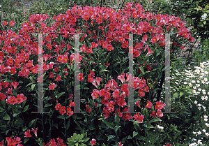 Picture of Alstroemeria ligtu 'Ligtu Hybrid'