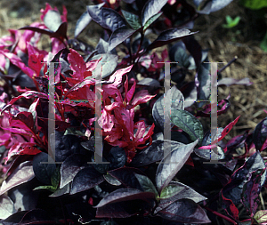 Picture of Alternanthera  'Gail's Choice'