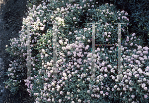 Picture of Alyssum spinosum 