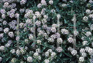 Picture of Alyssum spinosum 