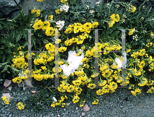 Picture of Alyssum wulfenianum 