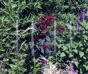 Picture of Amaranthus erythoflexosa 