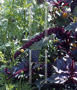 Picture of Amaranthus cruentus 'Komo'