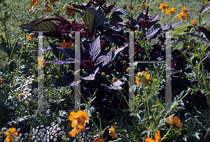 Picture of Amaranthus cruentus 'Komo'