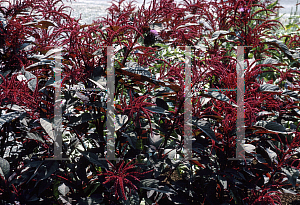 Picture of Amaranthus hypochondriacus 