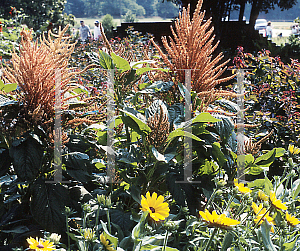 Picture of Amaranthus cruentus 'Hot Bisquits'