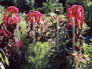 Picture of Amaranthus tricolor 'Illumination'