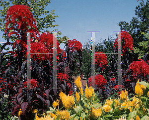 Picture of Amaranthus tricolor 'Molten Fire'