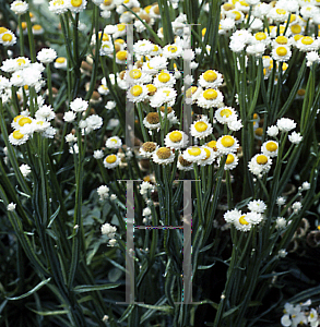 Picture of Ammobium alatum 'Bikini'