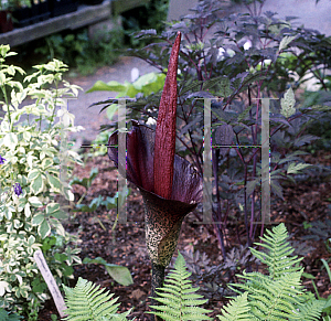 Picture of Amorphophallus rivieri 'Konjac'