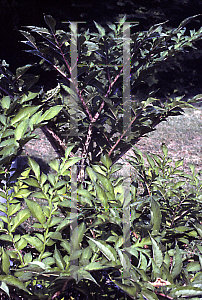 Picture of Amorphophallus rivieri 'Konjac'