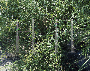 Picture of Amsonia grandiflora 