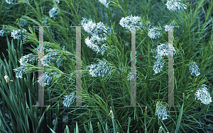 Picture of Amsonia hubrichtii 