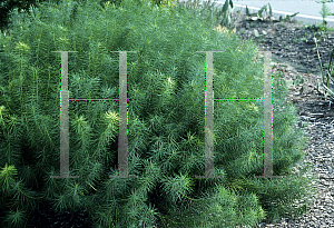 Picture of Amsonia hubrichtii 