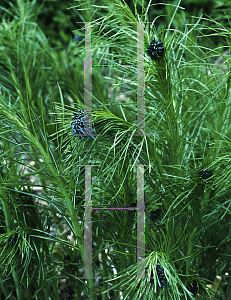 Picture of Amsonia hubrichtii 