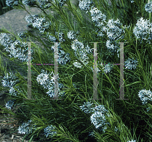 Picture of Amsonia hubrichtii 