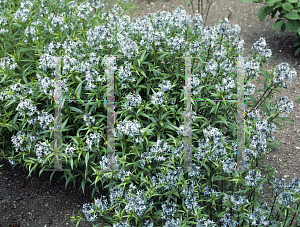 Picture of Amsonia tabernaemontana 