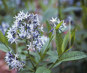 Picture of Amsonia tabernaemontana 