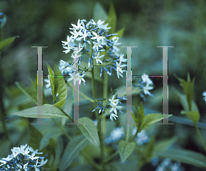 Picture of Amsonia tabernaemontana 