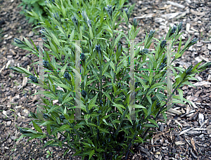 Picture of Amsonia tabernaemontana 