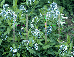 Picture of Amsonia tabernaemontana 