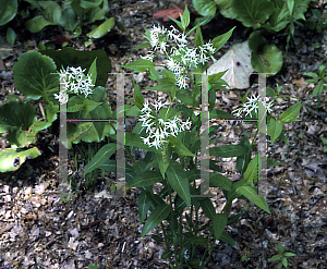 Picture of Amsonia tabernaemontana 'Alba'