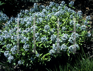 Picture of Amsonia tabernaemontana var. montana 