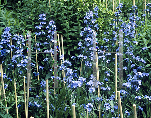 Picture of Anchusa azurea 