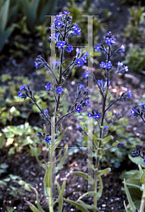 Picture of Anchusa azurea 