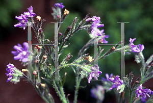 Picture of Anchusa azurea 'Dropmore'