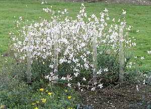 Picture of Gaura  'White Fountains'