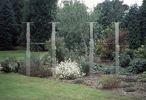 Picture of Gaura  'White Fountains'