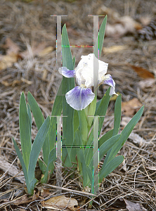 Picture of Iris barbatus 'Blue & White'