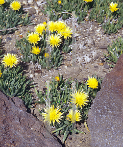 Picture of Bergeranthus jamesii 