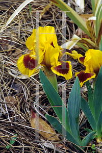 Picture of Iris barbatus 'Gold'