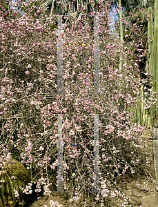 Picture of Euphorbia xantii 