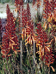 Picture of Aloe virens 