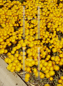 Picture of Lampranthus aurantiacus 