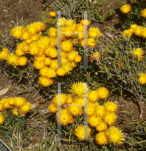 Picture of Lampranthus aurantiacus 