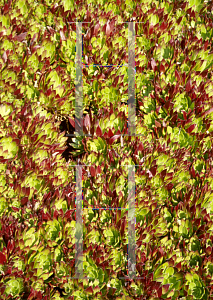 Picture of Aeonium hybridum 