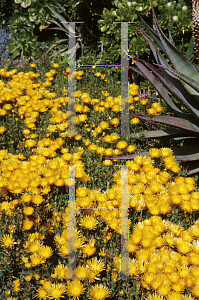 Picture of Lampranthus aurantiacus 'Sunman'