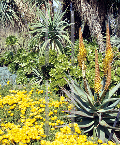 Picture of Aloe africana 