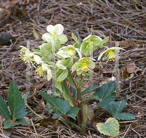 Picture of Helleborus x sternii 'Ashwood Garden Strain'