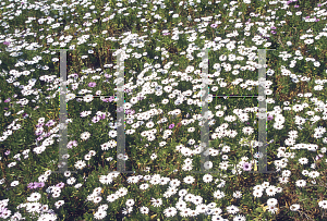 Picture of Osteospermum ecklonis 