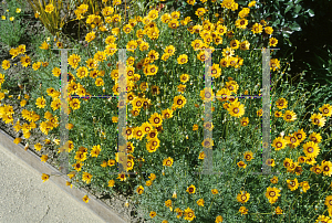 Picture of Chrysanthemum carinatum 