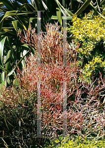 Picture of Euphorbia tirucalli 'Sticks on Fire'