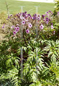 Picture of Geranium maderense 