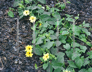 Picture of Thunbergia alata 'Sunny Orange Star'