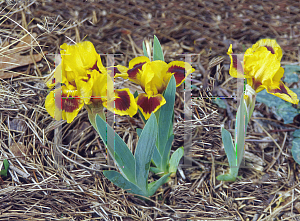 Picture of Iris barbatus 'Gold'